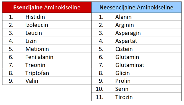 Šta su proteini i amino kiseline?