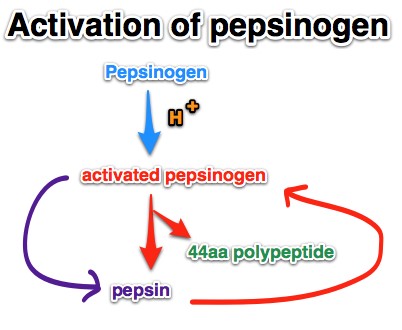 Enzimi u želucu i njihova uloga u razgradnji proteina