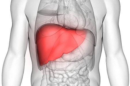 Prolazak aminokiselina kroz jetru i uloga jetre